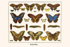 Notodontidae, Papilionidae, Nymphalidae, Papilio, Caligo idomeneus, morpho peleides, Josia Poster Print by Albertus  Seba - Item # VARBLL0587298839