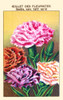 Carnations Poster Print by unknown - Item # VARBLL0587410086