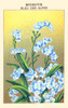 Blue "Forget me nots" of the Alps Poster Print by unknown - Item # VARBLL0587410035