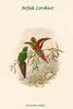 Psitteuteles Arfaka - Arfak Lorikeet Poster Print by John  Gould - Item # VARBLL0587317841