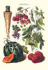 Vegetables; Strawberries, beans, tomato, melon, and raddish.  Illustration from a famous French seed catalog and the vegetables that can be grown. Poster Print by Philippe-Victoire Lev_que  de Vilmorin - Item # VARBLL0587286148