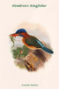 Actenoides Hombrini - Hombron's Kingfisher Poster Print by John  Gould - Item # VARBLL0587318104