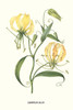 Lily, Methonica leopoldi, Poster Print by Louis Benoit  Van Houtte - Item # VARBLL058712995L