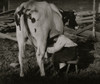 Eight-year old Jack milking the cows Poster Print - Item # VARBLL058755231L