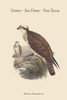 Pandion Haliataetus - Osprey - Sea Hawk - Fish Eagle Poster Print by John  Gould - Item # VARBLL0587313722