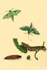 Surinam Butterflies, Moths & Caterpillars Poster Print by Jan Sepp - Item # VARBLL0587309148