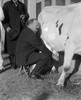 Senator Johnson wearing a suit Milks a Cow Poster Print - Item # VARBLL058746315L