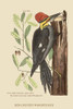 Large Red Crested Woodpecker Poster Print by Catesby Catesby - Item # VARBLL0587305762