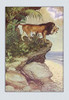 A lion over looks a seaside cliff and roars.  The jungle call reverberates with fear and foreboding. Poster Print by Milo Winter - Item # VARBLL0587118458