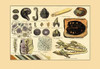 A collection of dinosaur fossils including a turtle, shark teeth, worms, shrimp, diatoms, sea urchins, and other creatures. Poster Print by unknown - Item # VARBLL0587179163