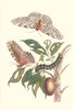 (1) Limbo Tree White Witch Moth Hawkmoth; Bursera simaruba Thysania agripina Pachilia syces Poster Print by Maria Sibylla  Merian - Item # VARBLL0587287373