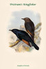 Amydrus Tristrami - Tristram's Amydrus Poster Print by John  Gould - Item # VARBLL0587318244