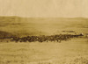 Round-Up West Of The Missouri River - South Dakota  "Round-Up On Range West Of Ft. Pierre 1903-09". Poster Print by P.H Kellogg - Item # VARBLL0587402598