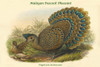 Polyplectron Bicalcaratum - Malayan Peacock Pheasant Poster Print by John  Gould - Item # VARBLL058731947x