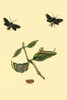 Surinam Butterflies, Moths & Caterpillars Poster Print by Jan Sepp - Item # VARBLL0587309806