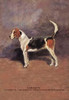 A white dog with brown and black spots. Poster Print by T. Ivester Llyod - Item # VARBLL0587047380