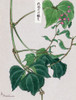 Japanese print of Mame - pea or bean plant showing vine, leaves, pods, and blossoms Poster Print by Megata Morikaga - Item # VARBLL0587419075