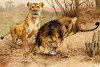 King of Beasts - Lions Poster Print by F.W.  Kuhnert - Item # VARBLL058716606L