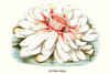 Lotus Flower, Victoria regia, British Guyana, water lily Poster Print by Louis Benoit  Van Houtte - Item # VARBLL058712969L