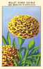Double Gold Dwarf Golden Yellow a Center Brown carnation Poster Print by unknown - Item # VARBLL0587409967