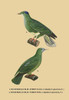 Blue "cap" bird and another with light blue face. Poster Print by unknown - Item # VARBLL0587055405