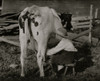 Eight-year old Jack milking the cows Poster Print - Item # VARBLL058755232L