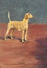 A dog against a backdrop. Poster Print by T. Ivester Llyod - Item # VARBLL0587047372