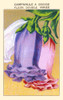 Great Bellflower Poster Print by unknown - Item # VARBLL0587409711