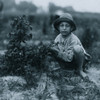 Norris Lovitt. Been picking for 3 years in berry fields near Baltimore, Md. Poster Print - Item # VARBLL058755285L