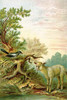 A Raven looks on as a Lamb scares a frog who jumps into the water Poster Print by A.  Hochstein - Item # VARBLL0587316012