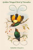 Diphyllodes Chrysoptera - Golden-Winged Bird of Paradise Poster Print by John  Gould - Item # VARBLL0587320311