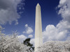 Washington Monument and cherry trees, Washington, D.C. Poster Print - Item # VARBLL058756966L