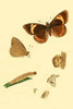Surinam Butterflies, Moths & Caterpillars Poster Print by Jan Sepp - Item # VARBLL0587310251