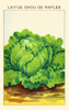 Lettuce of Naples Poster Print by unknown - Item # VARBLL058740891x