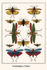 Orthoptera, Hemiptera, Tropidactris cristata Poster Print by Albertus  Seba - Item # VARBLL0587299029