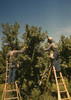 Pickers in a peach orchard, Delta County, Colo. Poster Print - Item # VARBLL058756652L