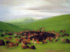George Catlin Buffalo Hunt Poster Print by Catlin - Item # VARBLL0587396113