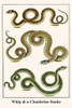 Serpentes, Coluber, Colubridae Poster Print by Albertus  Seba - Item # VARBLL0587297387