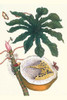 Carica papaya & Nymphidium caricae & a Dyops Chromatophila Moth Poster Print by Maria Sibylla  Merian - Item # VARBLL0587287578