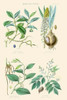 Medicinal Plants. Ipecacuan, Squill, Sarsaparilla, Copaiba Poster Print by William  Rhind - Item # VARBLL0587322683