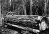 Darius Kinsey was a photographer active in western Washington State from 1890 to 1940. He is best known for his images of loggers and all phases of the region's lumber industry Poster Print by Darius Kinsey - Item # VARBLL0587035005