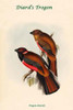 Trogon Diardii - Diard's Trogon Poster Print by John  Gould - Item # VARBLL0587318570