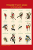 Gould Trogon Poster Composite Poster Print by John  Gould - Item # VARBLL0587318627