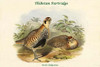 Perdix Hodgsoniae - Thibetan Partridge Poster Print by John  Gould - Item # VARBLL0587320613
