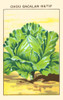 Cabbage Poster Print by unknown - Item # VARBLL0587408820