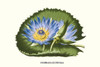 Water Lily, Nymphaea scutifolia, Egypt, Blue Lotus of the Nile Poster Print by Louis Benoit  Van Houtte - Item # VARBLL058712968L