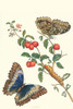 (1) Deidamia Morpho Butterfly on a Barbados Cherry; Morpho deidamia; Malpighia emarginata Poster Print by Maria Sibylla  Merian - Item # VARBLL058728725x