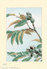 Japanese print of Drawing showing branches, leaves, and seed pods. Poster Print by Megata Morikaga - Item # VARBLL0587418893