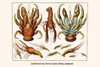 Anomura, Coenobitidae, Astacidea,Nephropidae, Caridea, Palaemonidae, Palinura, Natantia, Crangonidae, Amphipoda, Poster Print by Albertus  Seba - Item # VARBLL0587297964