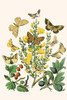 European Butterflies & Moths Poster Print by W.F. Kirby - Item # VARBLL0587321709